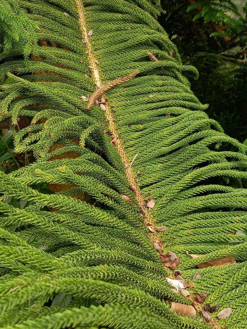 Araucaria subulata leaf