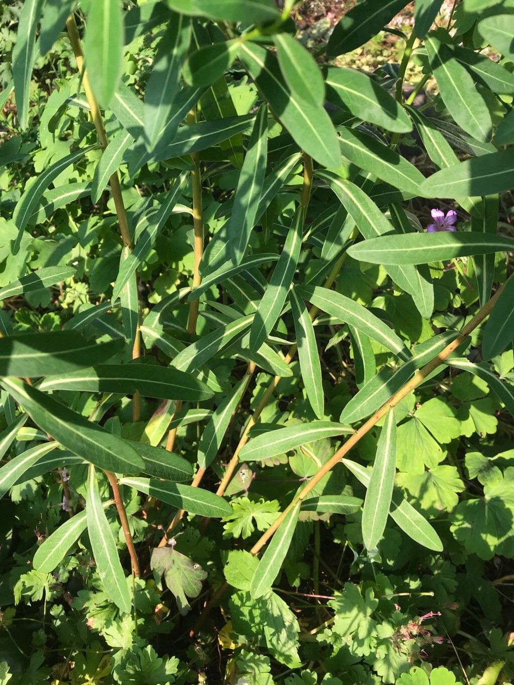 Euphorbia jacquemontii — houseplant care guide