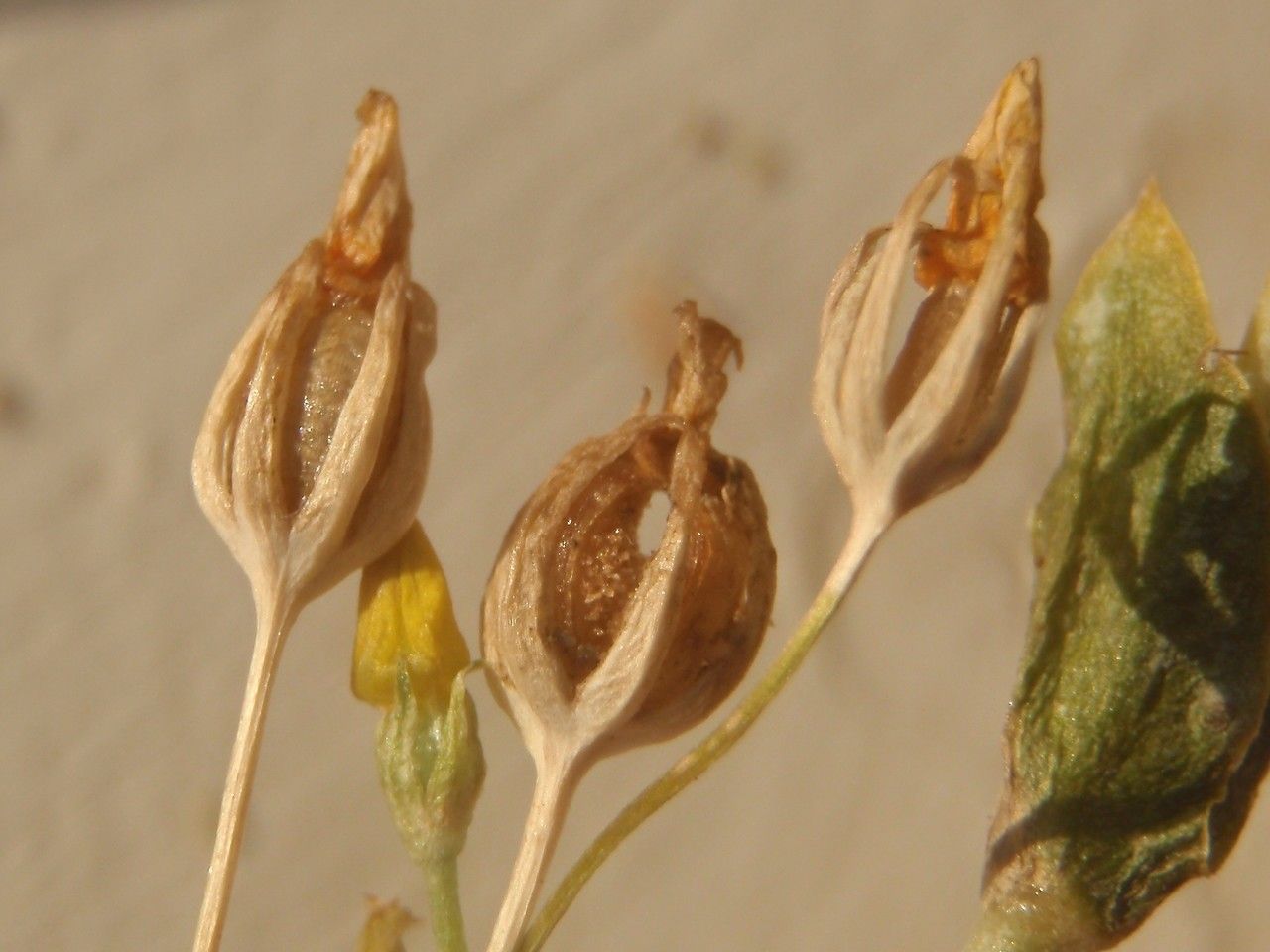 Blackstonia acuminata fruit