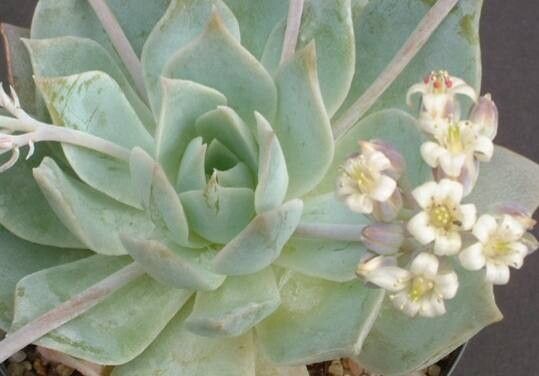 Sedum suaveolens flower