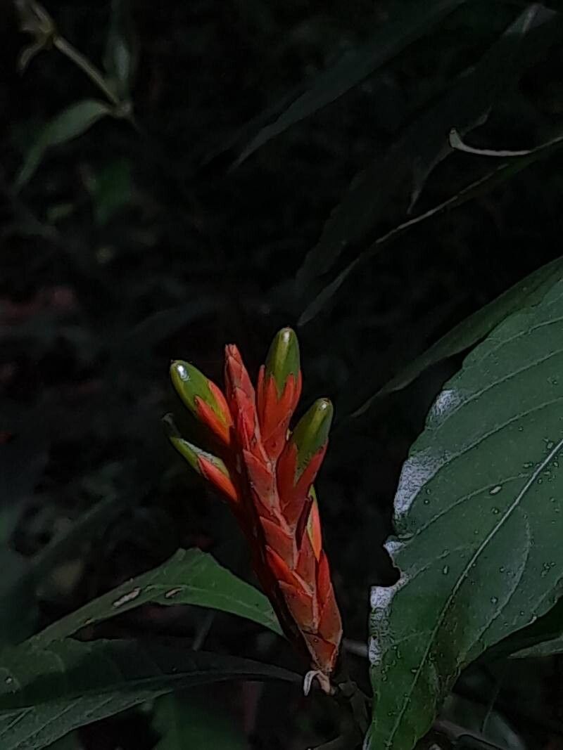 Aphelandra leonardii fruit