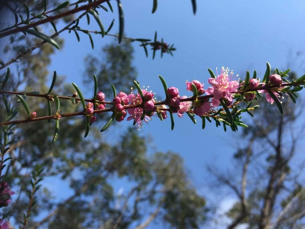 Hypocalymma robustum — houseplant care guide