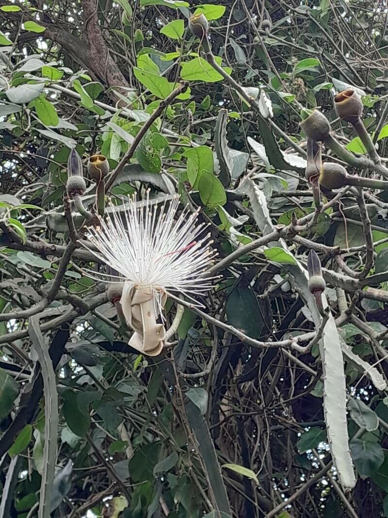 Pseudobombax grandiflorum flower