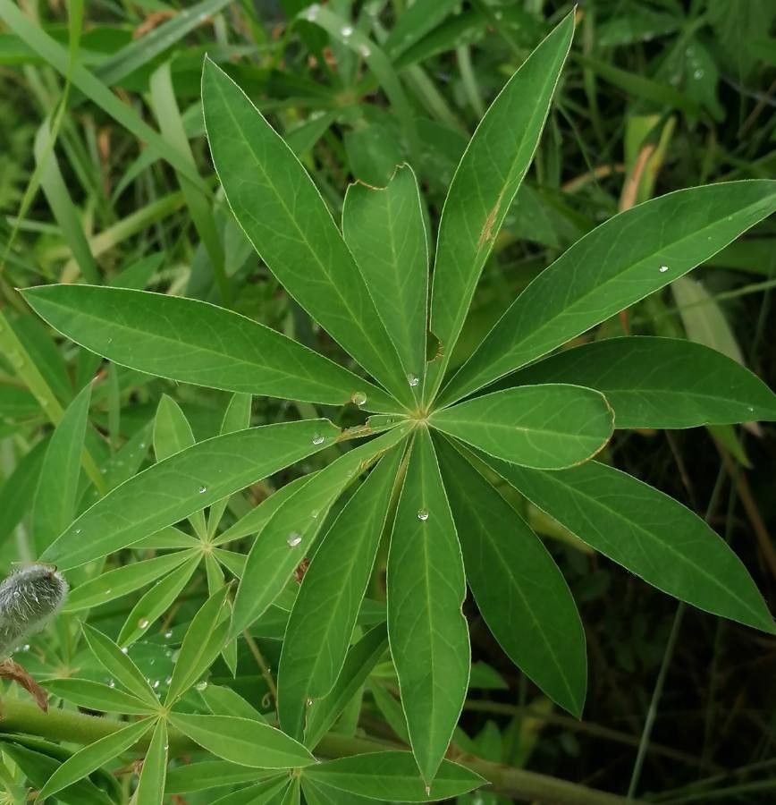 Lupinus perennis