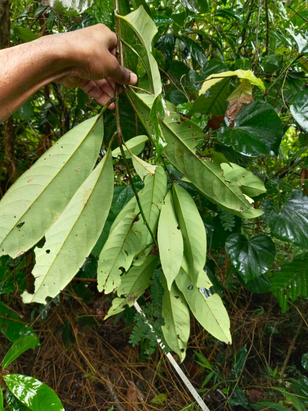 Beilschmiedia brandisii leaf