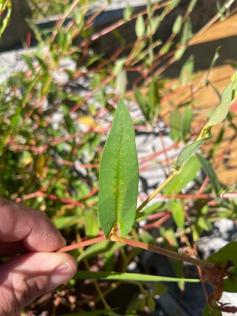 Persicaria strigosa leaf