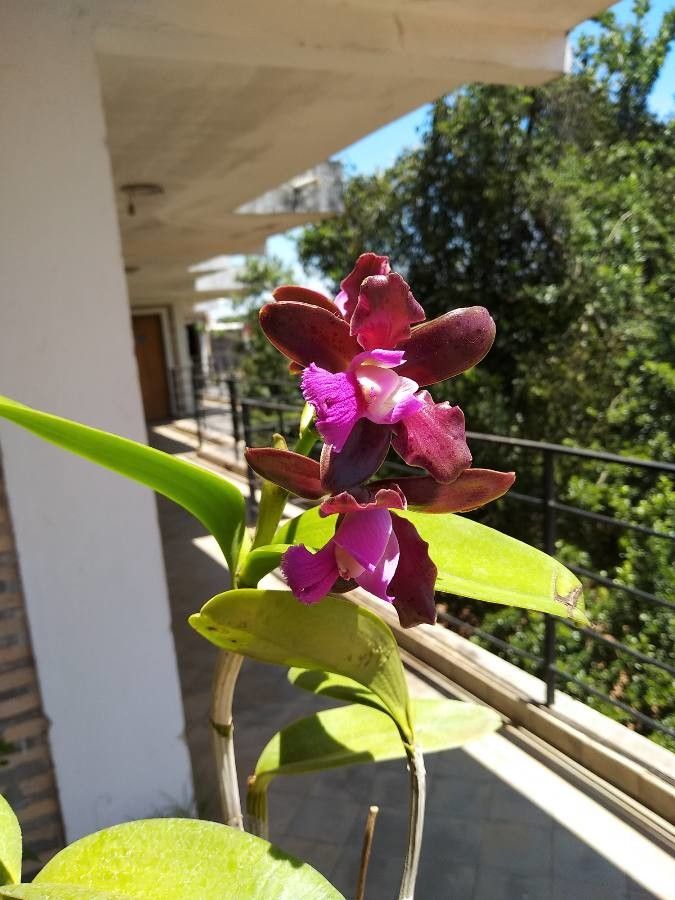 Cattleya tigrina flower