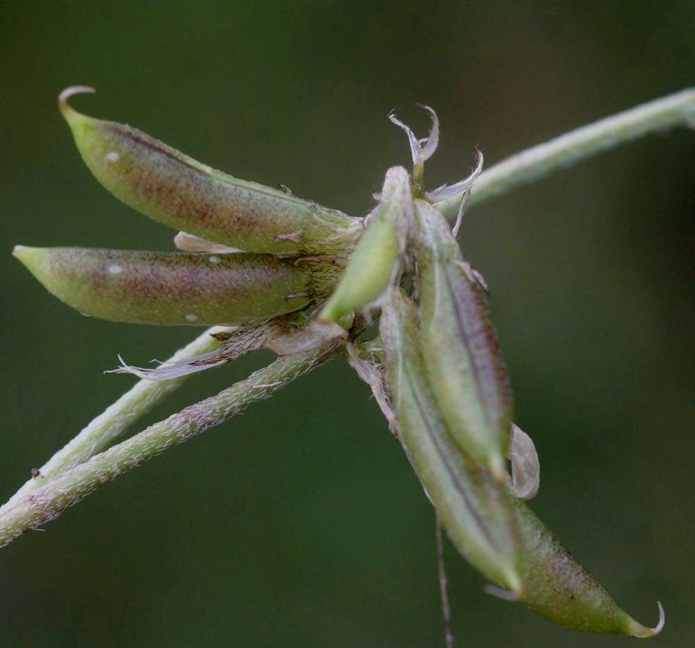Astragalus depressus fruit
