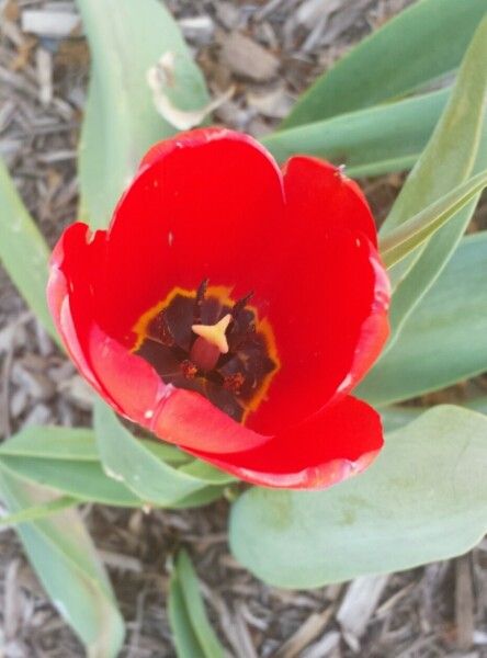 Tulipa montisandrei flower