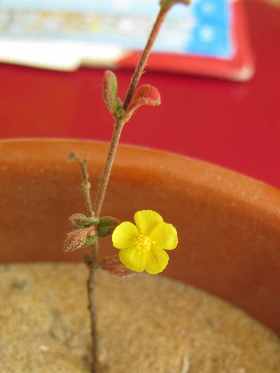 Helianthemum marifolium bark