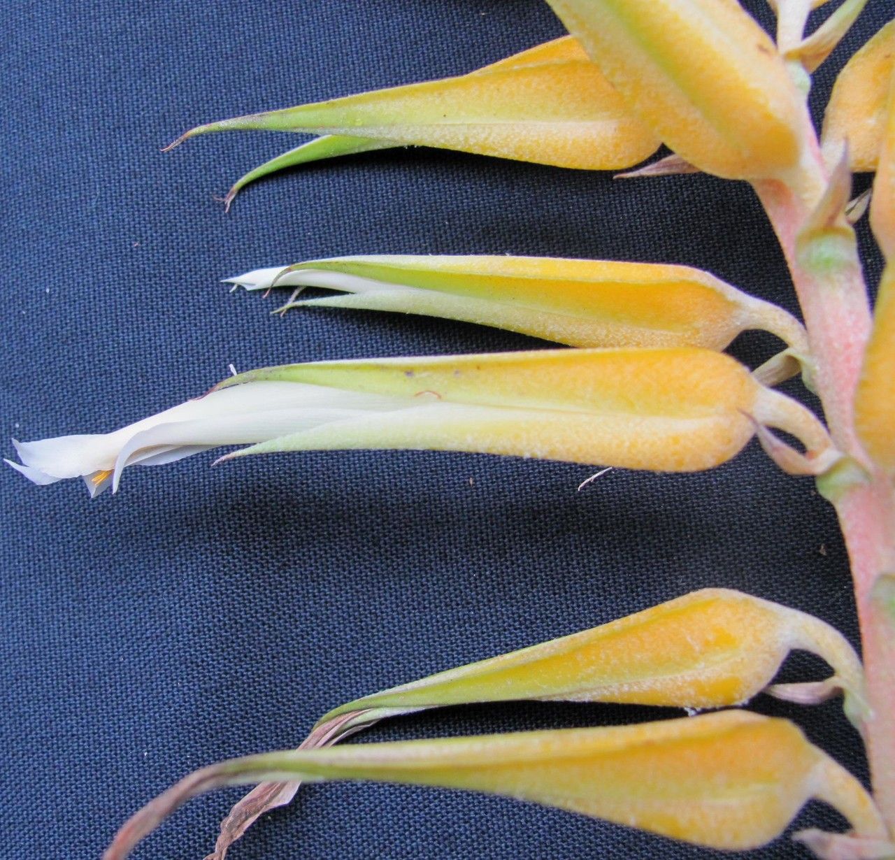 Pitcairnia megasepala fruit