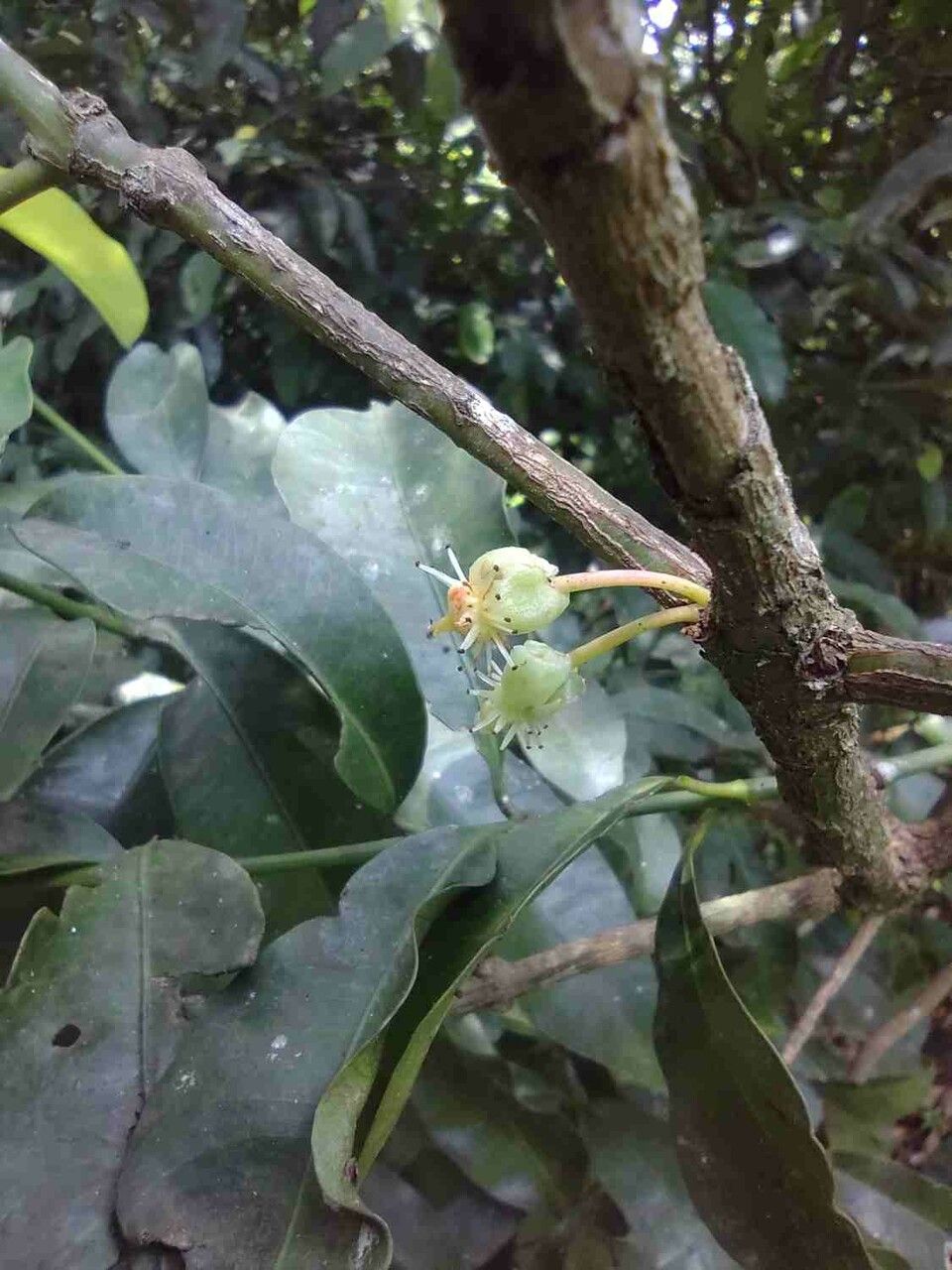 Garcinia gardneriana flower