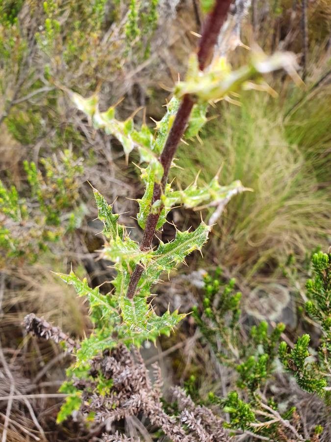 Berkheya spekeana leaf