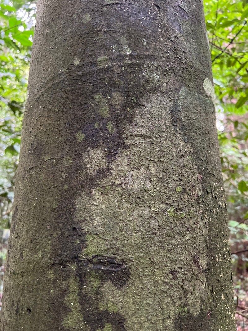 Funtumia africana bark