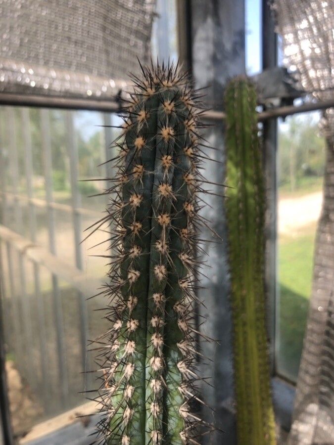 Pilosocereus lanuginosus — search result for 'Pilosocereus'