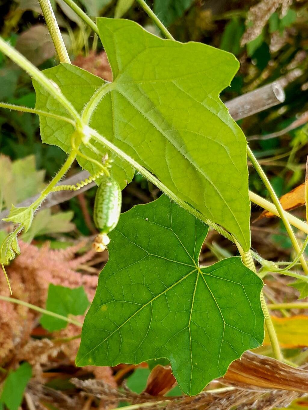 Melothria scabra fruit