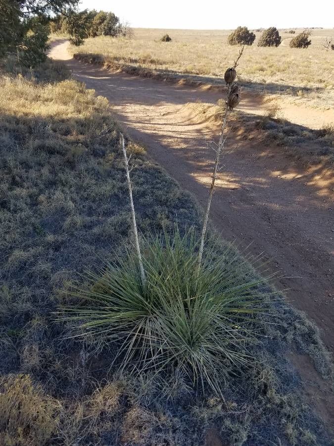 Yucca campestris — search result for 'Yucca'