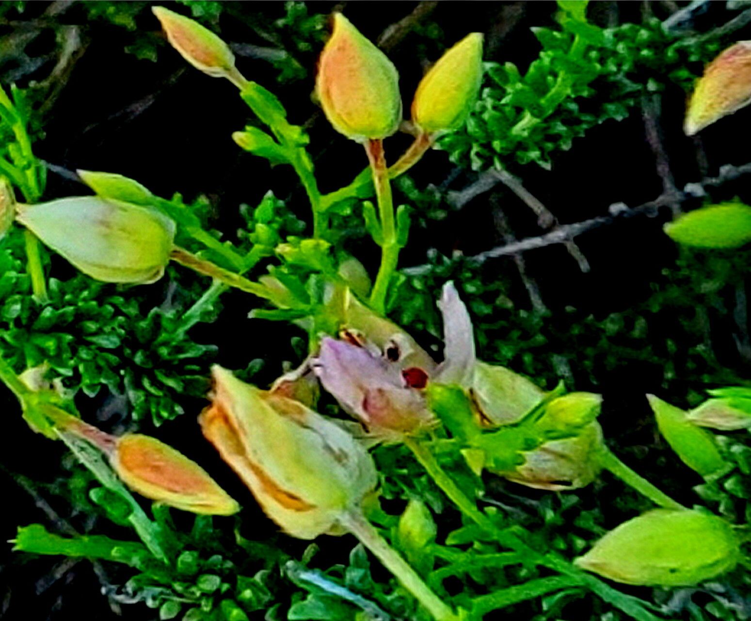 Krameria ramosissima — search result for 'Krameria'