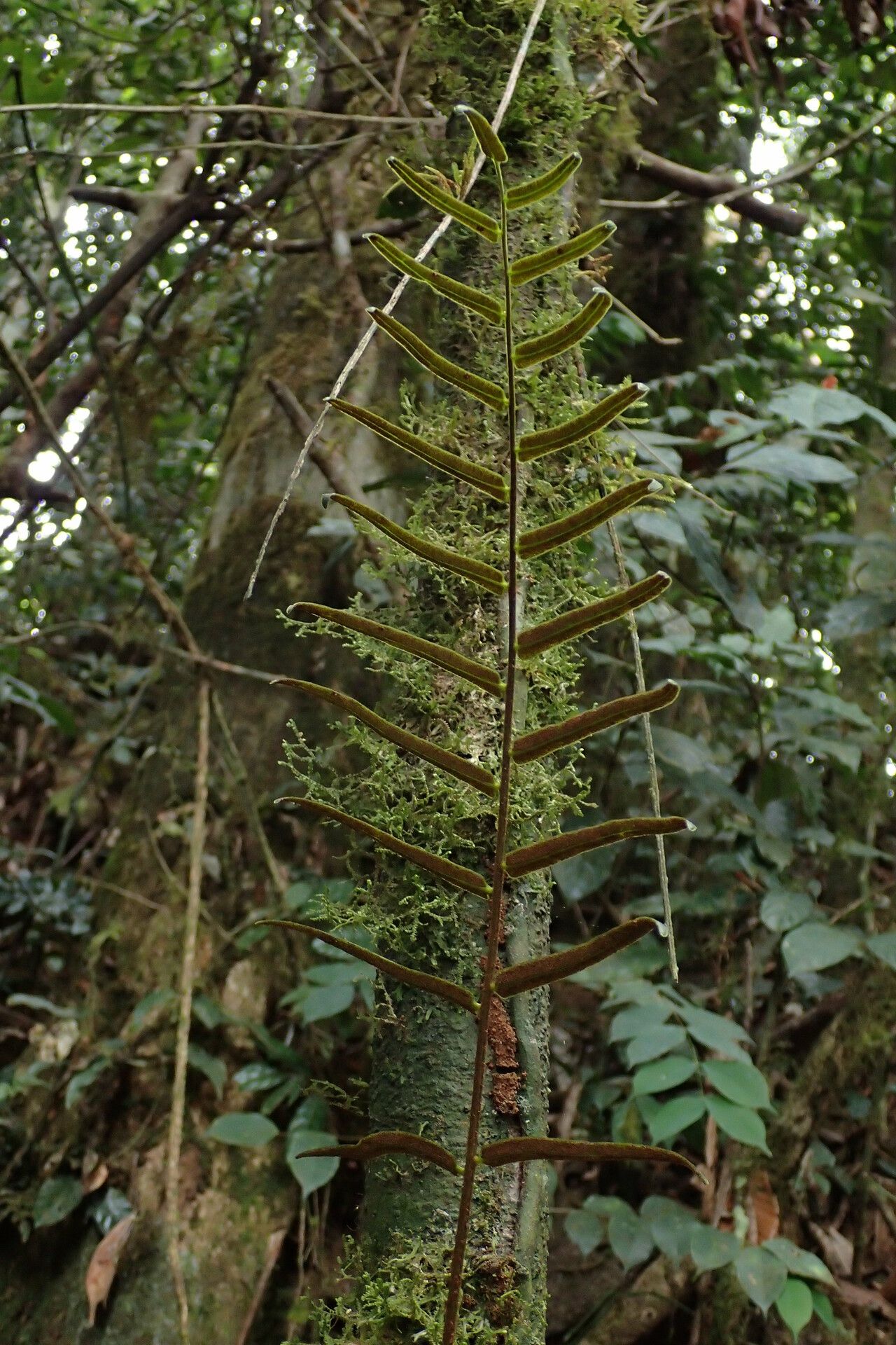 Lomariopsis hederacea leaf