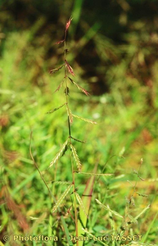 Chloris truncata flower