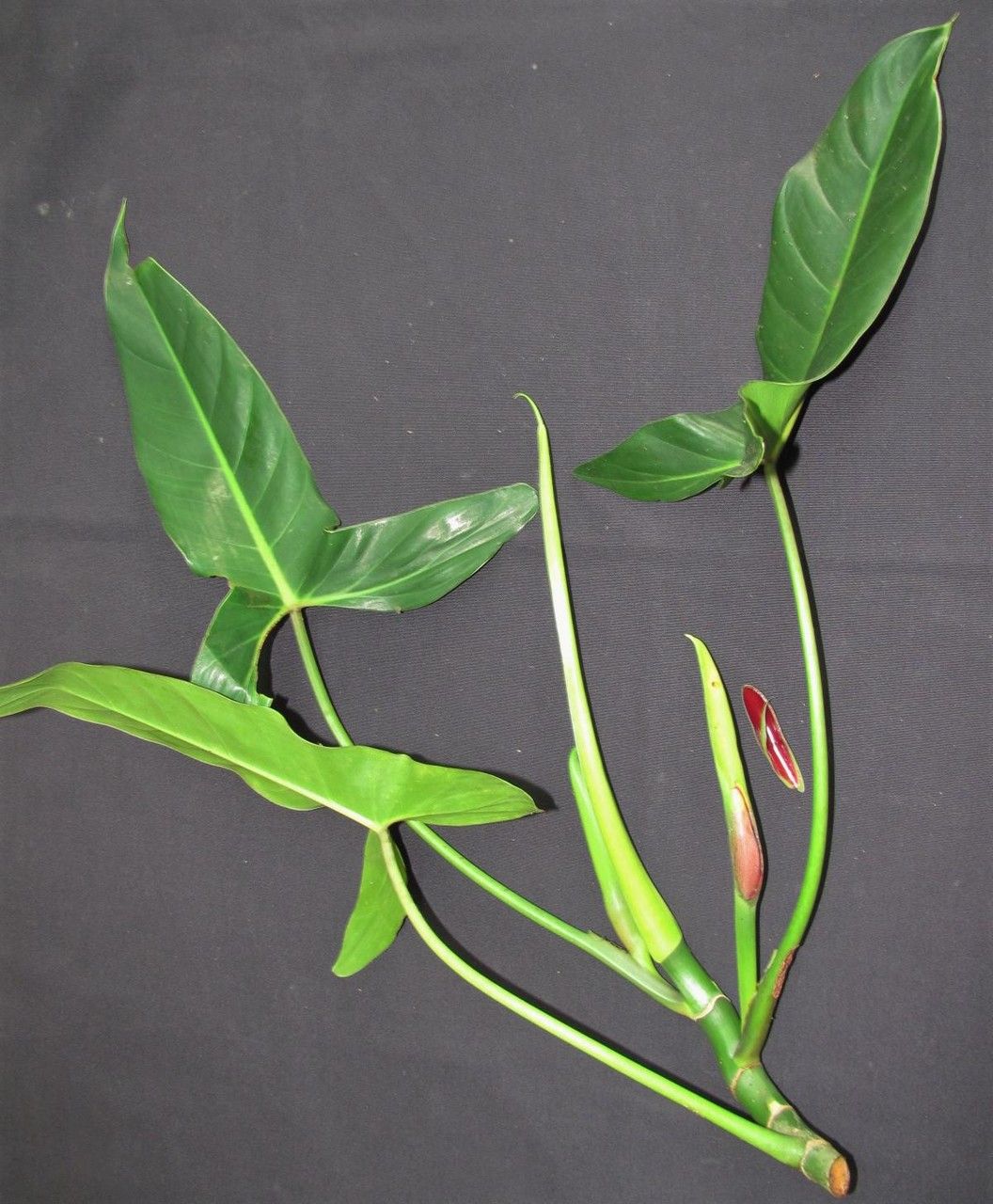 Philodendron deltoideum other