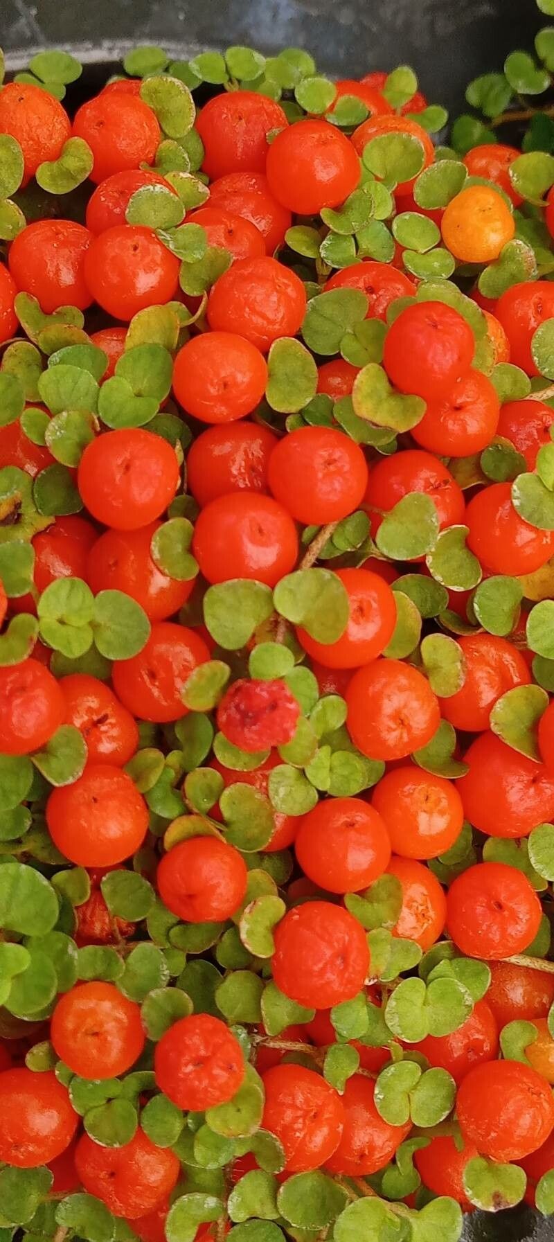 Nertera granadensis habit