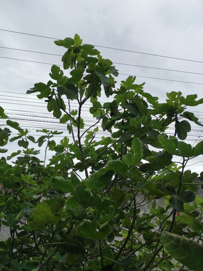 Ficus nymphaeifolia — search result for 'Ficus'