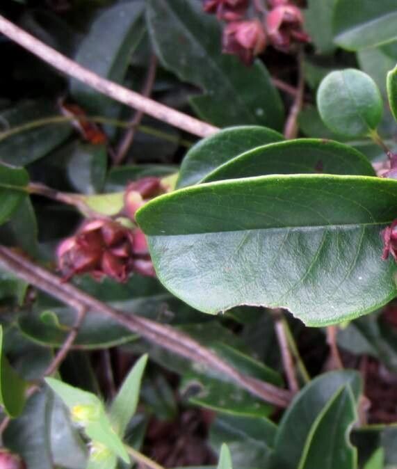 Tetracera asperula — search result for 'Asperula'