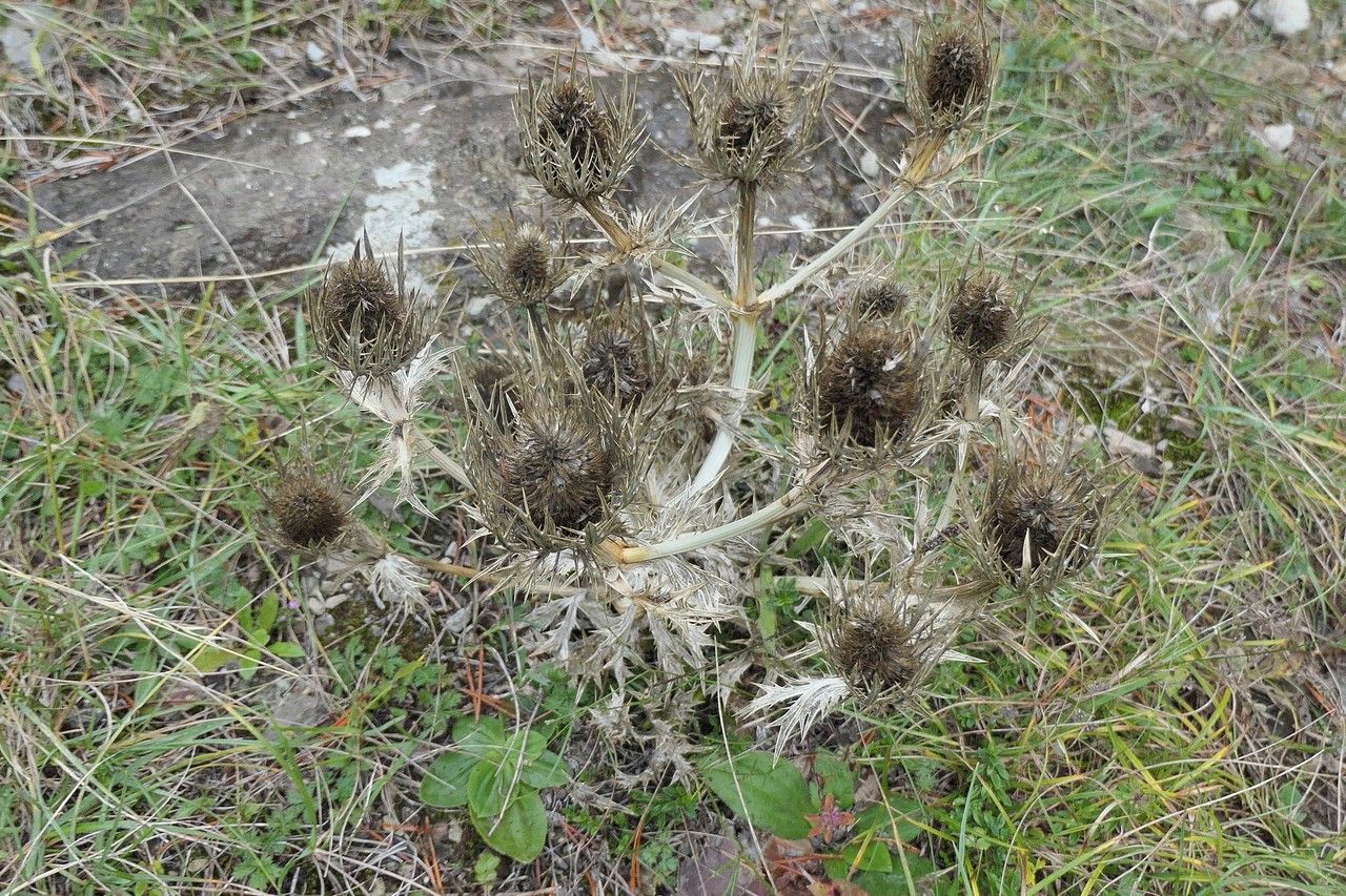 Eryngium spinalba fruit