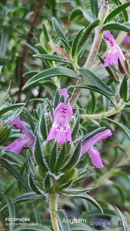 Thymbra spicata flower