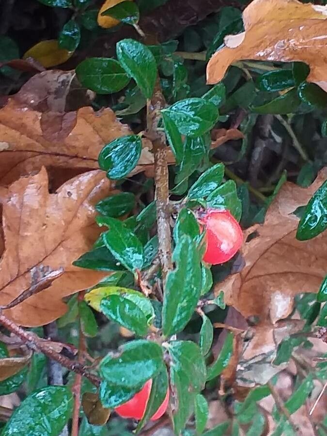 Cotoneaster × suecicus bark