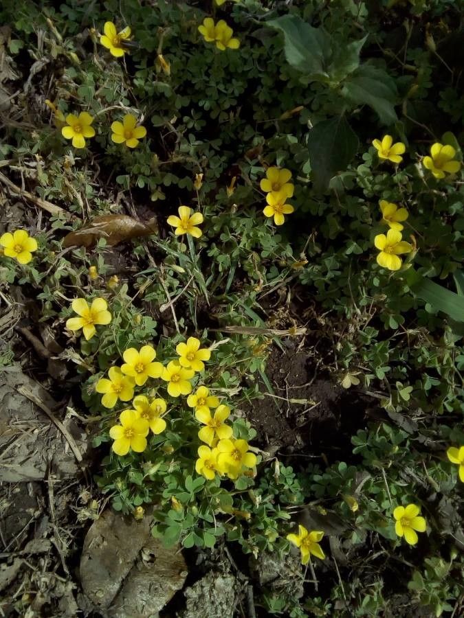 Oxalis bisfracta — search result for 'Oxalis'