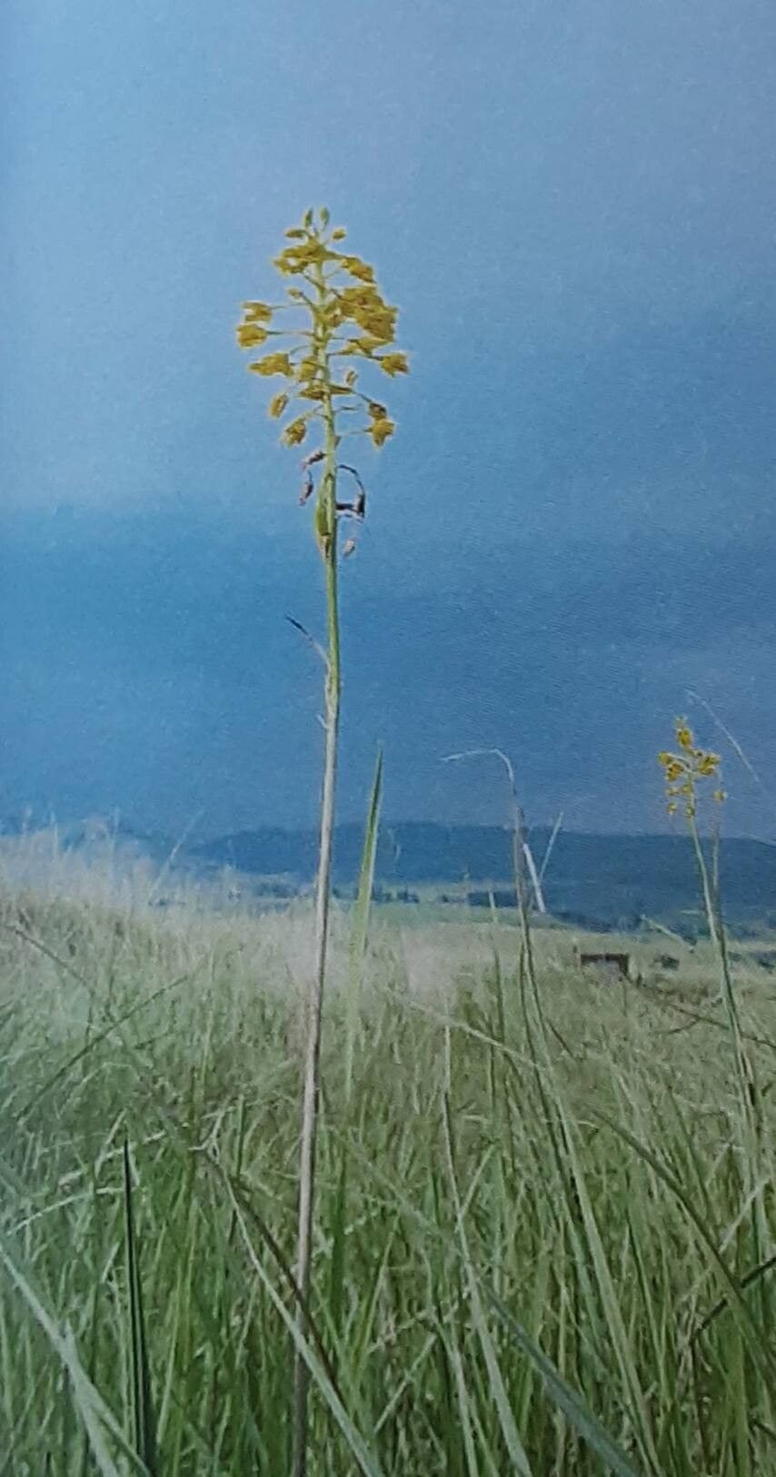 Eulophia odontoglossa habit