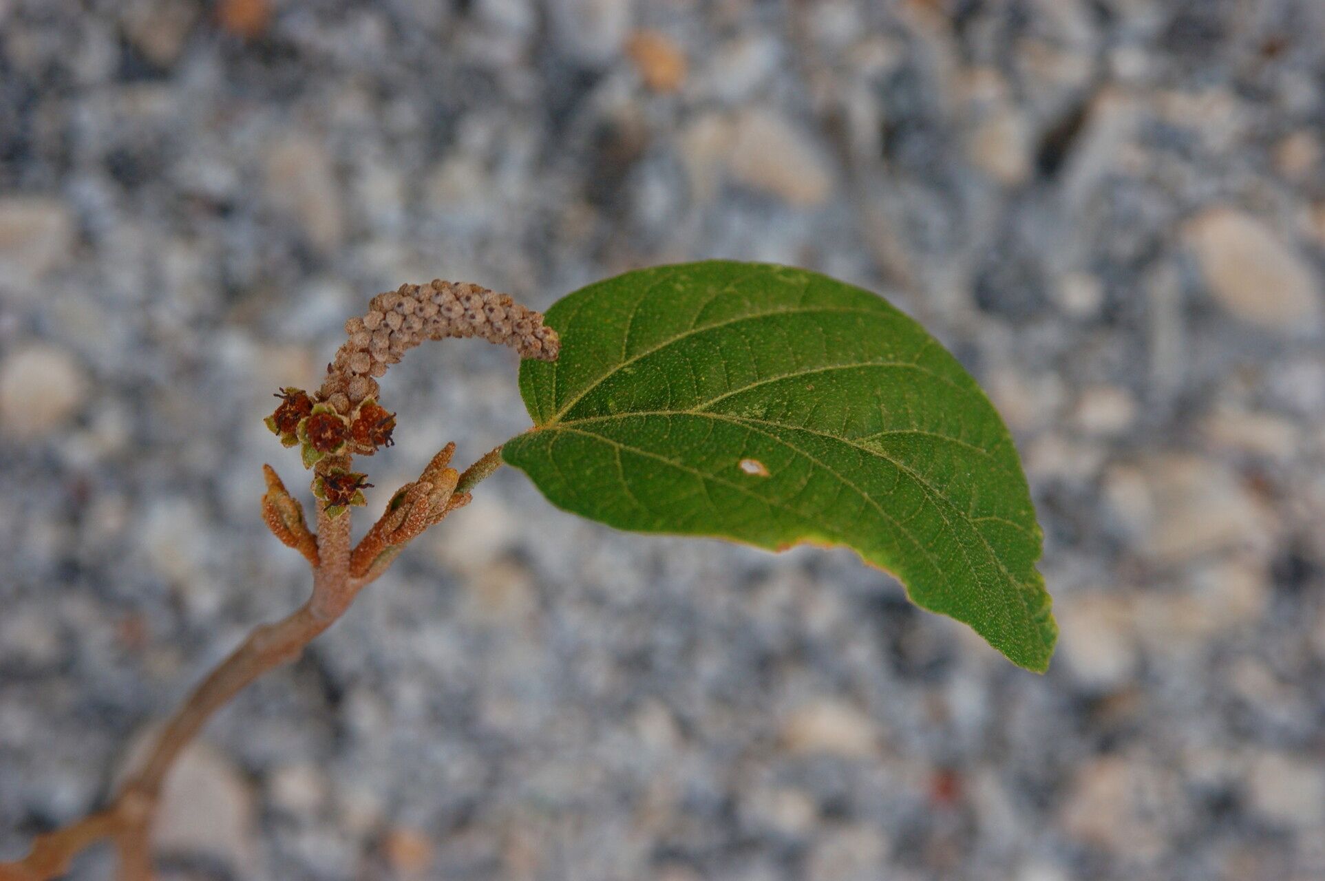 Croton bathianus — houseplant care guide