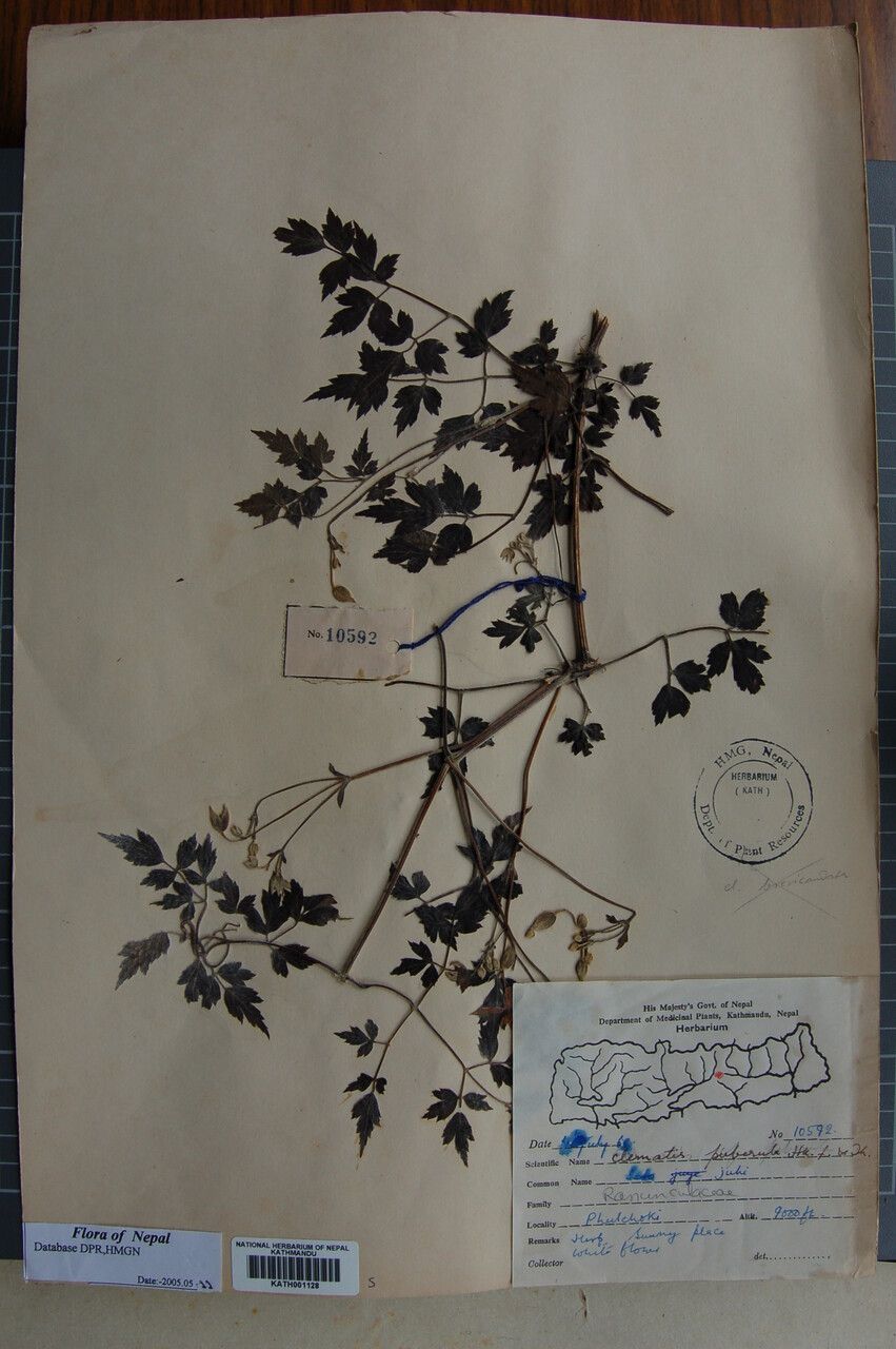 Clematis zemuensis — houseplant care guide