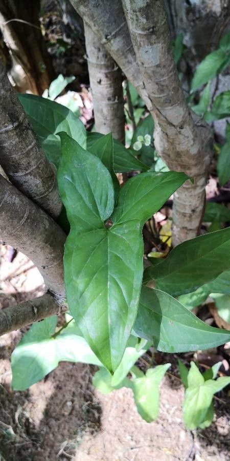 Typhonium blumei leaf