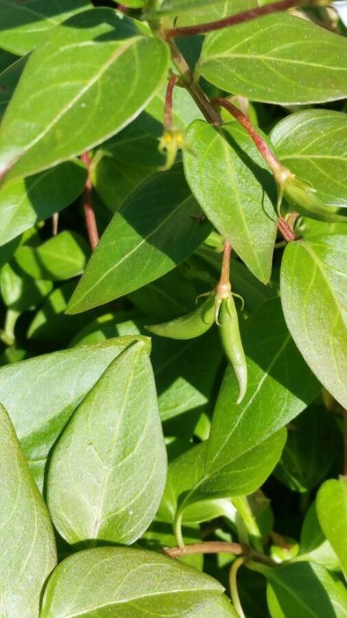 Vinca difformis fruit
