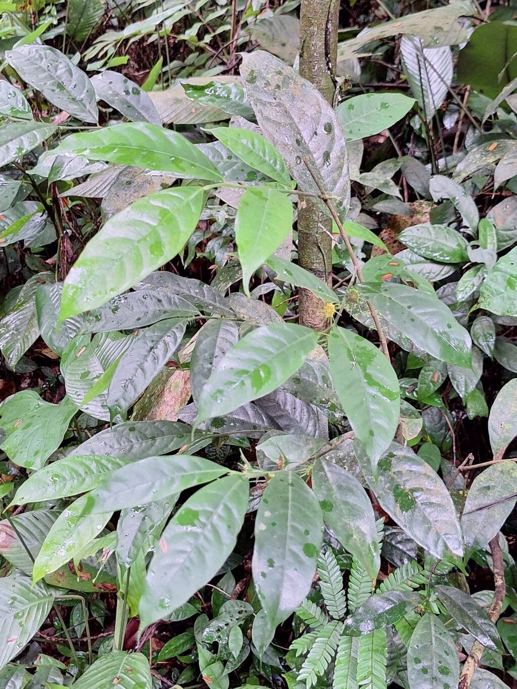 Dorstenia mannii habit
