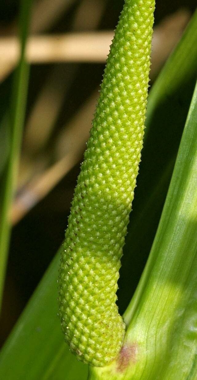 Acorus calamus fruit