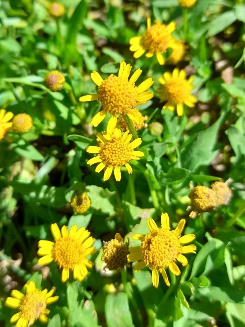 Acmella pusilla flower