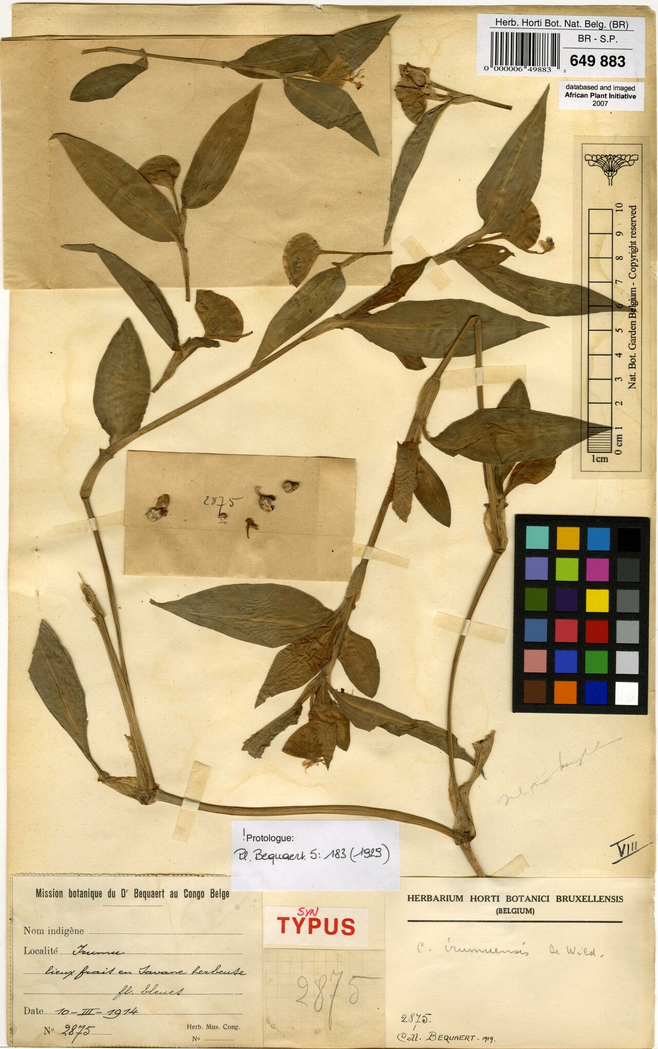 Commelina irumuensis — search result for 'Commelina'