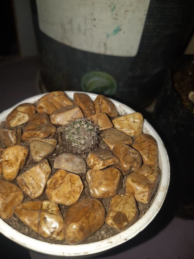 Coryphantha ramillosa bark