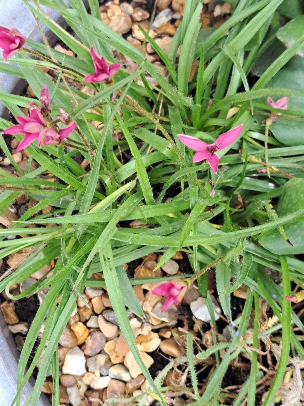 Hypoxis baurii habit