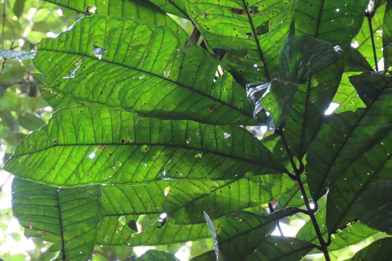 Talisia nervosa — houseplant care guide