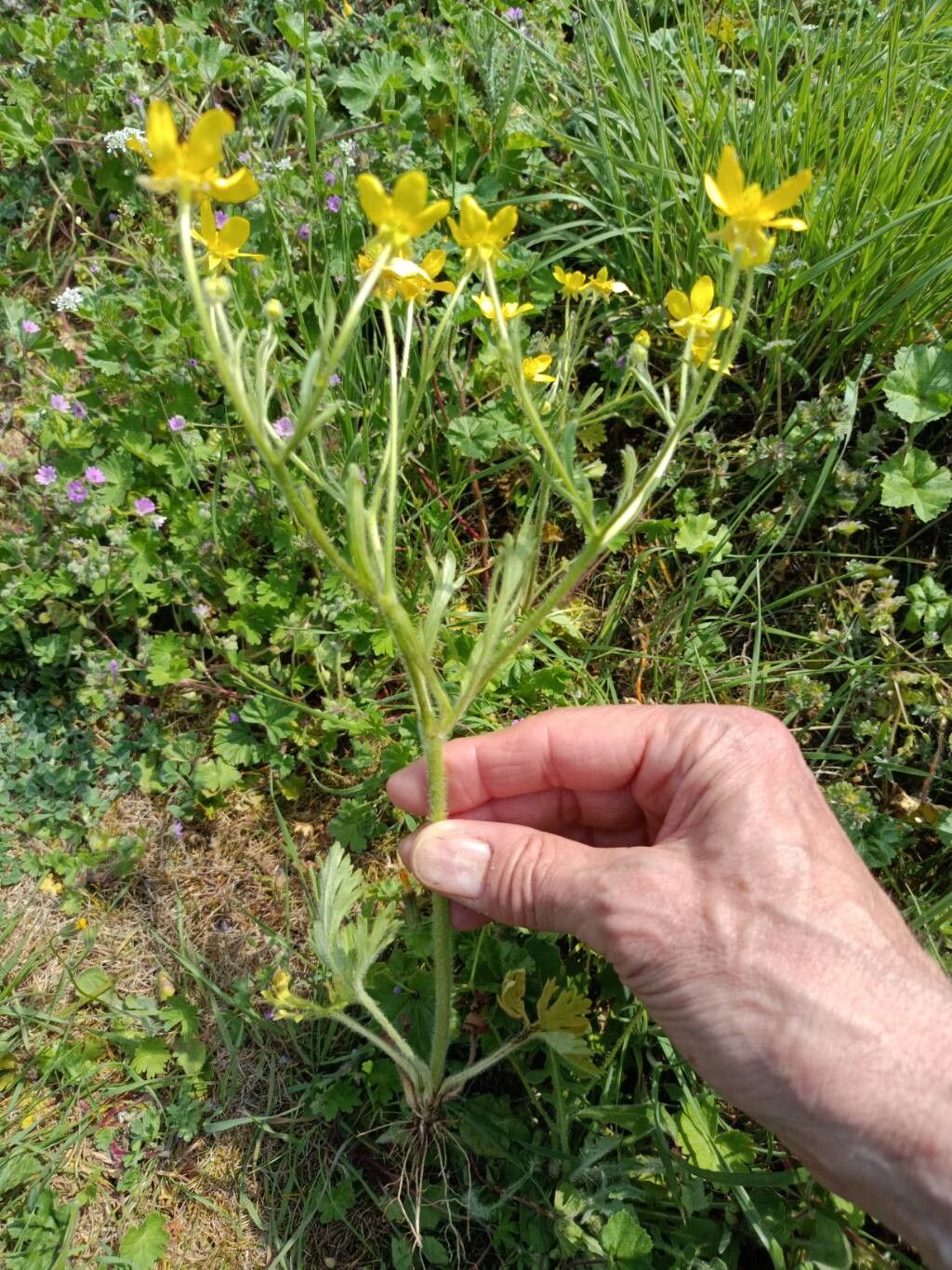 Ranunculus oxyspermus — houseplant care guide