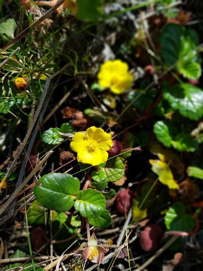 Hibbertia grossulariifolia — houseplant care guide