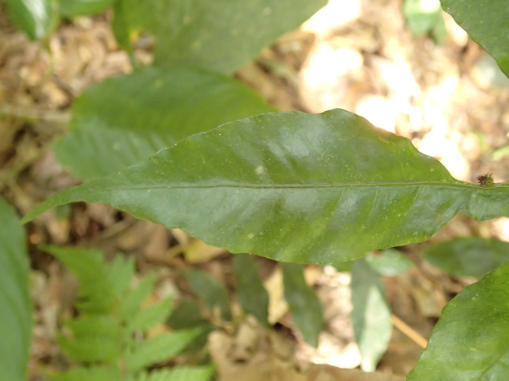 Bolbitis gemmifer leaf