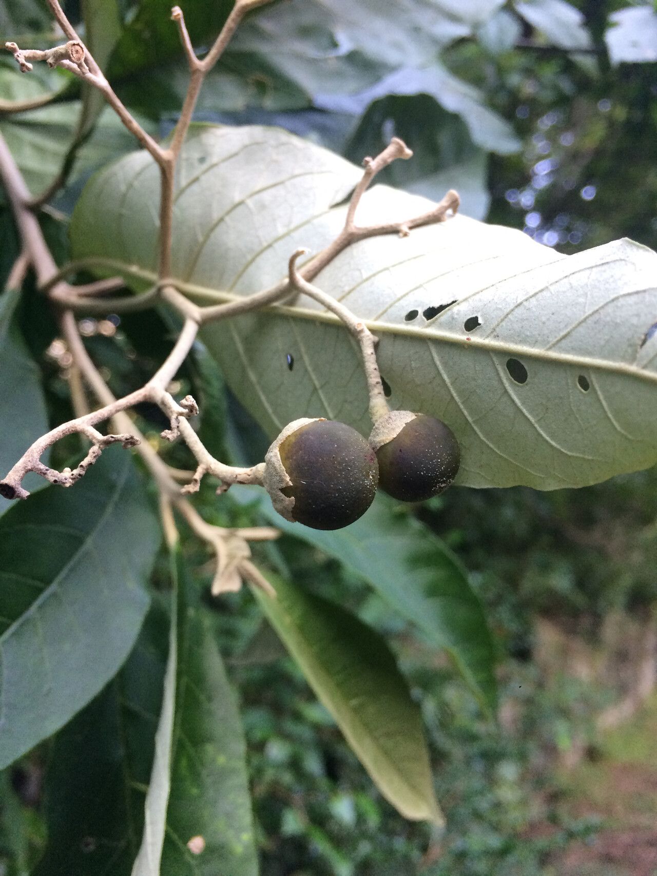 Solanum leucodendron fruit