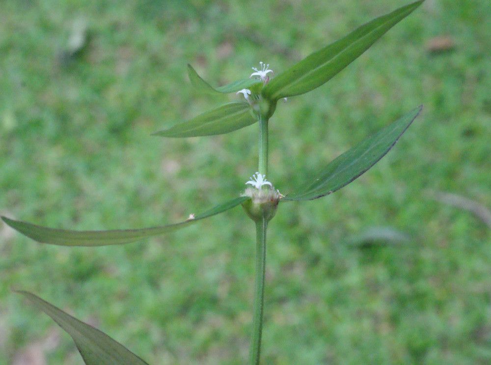 Spermacoce assurgens habit