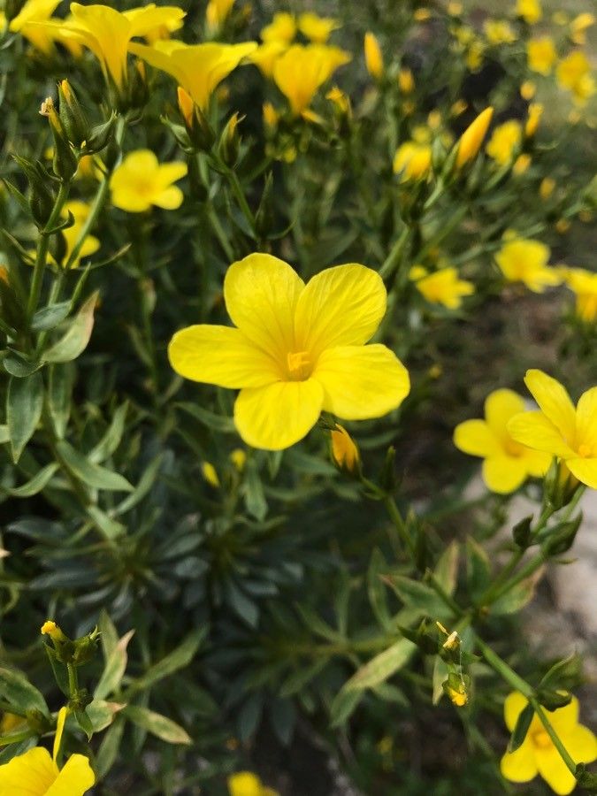 Linum arboreum flower